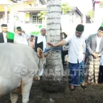 Serahkan Sapi Jokowi, Nur Alam Juga Kurban 2 Ekor Sapi Serahkan Sapi Jokowi, Nur Alam Juga Kurban 2 Ekor Sapi