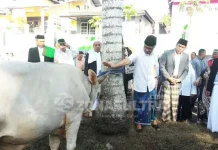 Serahkan Sapi Jokowi, Nur Alam Juga Kurban 2 Ekor Sapi Serahkan Sapi Jokowi, Nur Alam Juga Kurban 2 Ekor Sapi