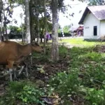 Waspada Penipuan Modus Jual Beli Hewan Kurban Jelang Idul Adha Waspada Penipuan Modus Jual Beli Hewan Kurban Jelang Idul Adha