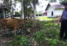 Waspada Penipuan Modus Jual Beli Hewan Kurban Jelang Idul Adha Waspada Penipuan Modus Jual Beli Hewan Kurban Jelang Idul Adha