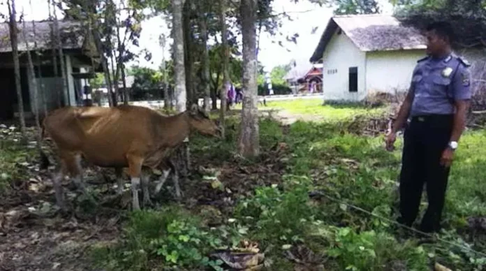 Waspada Penipuan Modus Jual Beli Hewan Kurban Jelang Idul Adha