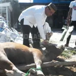 Umar Arsal Sebar 7 Ekor Sapi Kurban di Sultra Umar Arsal Sebar 7 Ekor Sapi Kurban di Sultra