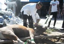 Umar Arsal Sebar 7 Ekor Sapi Kurban di Sultra Umar Arsal Sebar 7 Ekor Sapi Kurban di Sultra