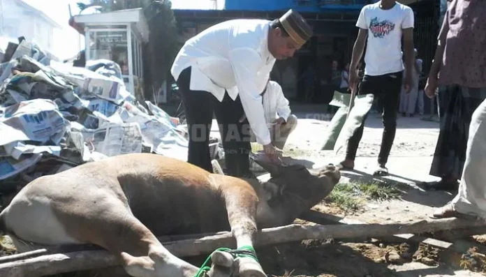 Umar Arsal Sebar 7 Ekor Sapi Kurban di Sultra