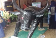 Jaga Kelestarian Kerbau Rawa, Mahasiswa Peternakan UHO Buat Replika jaga-kelestarian-kerbau-rawa-mahasiswa-peternakan-uho-buat-replika