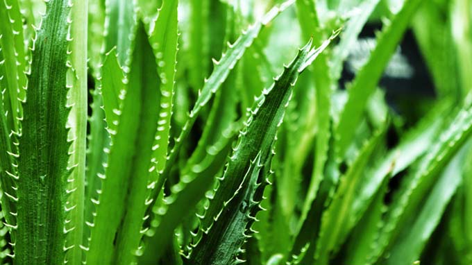 aloe-vera