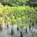 Diduga Bermasalah, DPRD Konkep Bakal Tinjau Proyek Pembibitan Mangrove ilustrasi-pembibitan-mangrove