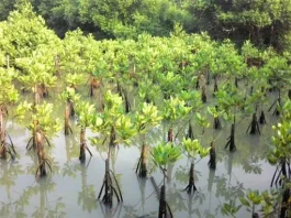Diduga Bermasalah, DPRD Konkep Bakal Tinjau Proyek Pembibitan Mangrove ilustrasi-pembibitan-mangrove