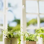 Ini Jenis Tanaman Dapat Menyerap Udara Kotor di Rumah Anda ilustrasi-udara-segar-dirumah