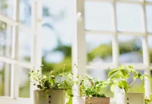 Ini Jenis Tanaman Dapat Menyerap Udara Kotor di Rumah Anda ilustrasi-udara-segar-dirumah