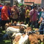 Bupati Koltim Beri Bantuan 72 Ekor Kambing pada 4 Kelompok Tani BANTUAN KAMBING -Bupati Kolaka Timur (Koltim), Tony Herbiansyah menyerahkan langsung bantuan 72 ekor Kambing kepada masyarakat kelompok tani dari tiga Kecamatan se-Koltim yang bertempat di Aula Kecamatan Mowewe, Kamis (6/10/2016). FOTO : JASPIN/ZONASULTRA.COM