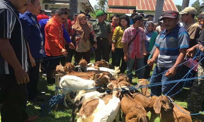 tn_her BANTUAN KAMBING -Bupati Kolaka Timur (Koltim), Tony Herbiansyah menyerahkan langsung bantuan 72 ekor Kambing kepada masyarakat kelompok tani dari tiga Kecamatan se-Koltim yang bertempat di Aula Kecamatan Mowewe, Kamis (6/10/2016). FOTO : JASPIN/ZONASULTRA.COM