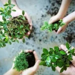 Bupati Wakatobi Tanam Pohon Untuk Ruang Terbuka Hijau ilustrasi ruang terbuka hijau