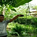 Tidak Ingin Jadi Saksi di Pengadilan, Pria Ini Akhiri Hidupnya Dengan Gantung Diri Lokasi korban mengakhiri hidupnya dengan cara gantung diri di bawah pohon mangga di belakang rumahnya sendiri. (Lukman/ZONASULTRA.COM)