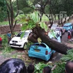 Akibat Angin Kencang, Sebuah Mobil Angkot Tertimpa Pohon di Belakang Rujab Gubernur Sultra POHON TUMBANG- Insiden pohon tumbang yang menjatuhi sebuah mikrolet di Jalan Balaikota I, Kelurahan Mandonga, Kecamatan Mandonga, Selasa (8/11/2016) sekitar pukul 17.00 Wita. Dalam insiden ini tidak menelan korban jiwa, namun arus lalulintas terlihat sedikit macet. (ILHAM SURAHMIN/ZONASULTRA.COM)
