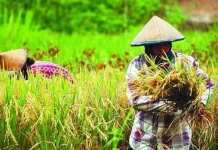 Empat Tantangan Pengembangan Padi Organik di Butur ilustrasi padi