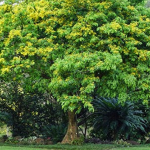 Ini Solusi Pelestarian Jenis Pohon Terancam Punah di Sultra