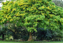 Ini Solusi Pelestarian Jenis Pohon Terancam Punah di Sultra