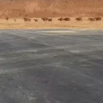 Jelang Pengoperasian Bandara Sugimanuru, Hewan Ternak dan Akses Jalan Masih Jadi Kendala Jelang Pengoperasian Bandara Sugimanuru, Hewan Ternak dan Akses Jalan Masih Jadi Kendala