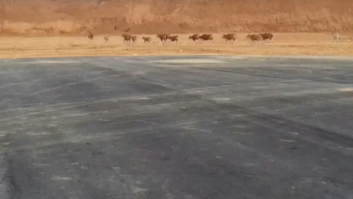 bandara-sugimanuru-2 Jelang Pengoperasian Bandara Sugimanuru, Hewan Ternak dan Akses Jalan Masih Jadi Kendala
