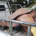 Kontraktor Tak Lunasi Pembayaran, Pengusaha Ini Copot Ornamen Gapura di Mubar Ornamen Tugu Ayam Di Lakawoghe yang di copot oleh Konsultan CV