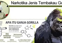 Tiga Pelajar di Kendari Positif Gunakan Narkotika Jenis Tembakau Gorilla ilustrasi Narkotika Jenis Tembakau Gorilla
