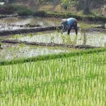 BI Sebut Produktivitas Pertanian di Sultra Masih Rendah Ilustrasi pertanian subsidi sawah