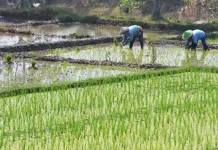 BI Sebut Produktivitas Pertanian di Sultra Masih Rendah Ilustrasi pertanian subsidi sawah