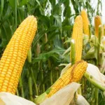 Produksi Turun, Muna Tetap Kirim 44 Ton Jagung ke Blitar Harga Singkong Gajah Turun, Distan Mubar Prioritas Tanam Jagung