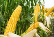 Genjot Program Tanam Jagung 2000 Hektar, Dinas PU Konut Turunkan 16 Eksafator Harga Singkong Gajah Turun, Distan Mubar Prioritas Tanam Jagung