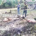 Waspada, Pencurian Sapi dengan Modus Sembelih di Tempat Terjadi di Konut Waspada, Pencurian Sapi dengan Modus Sembelih di Tempat Terjadi di Konut