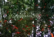 Wisata Udang Merah, Misteri dan Eksotisme Pulau Buton Wisata Udang Merah, Misteri dan Eksotisme Pulau Buton