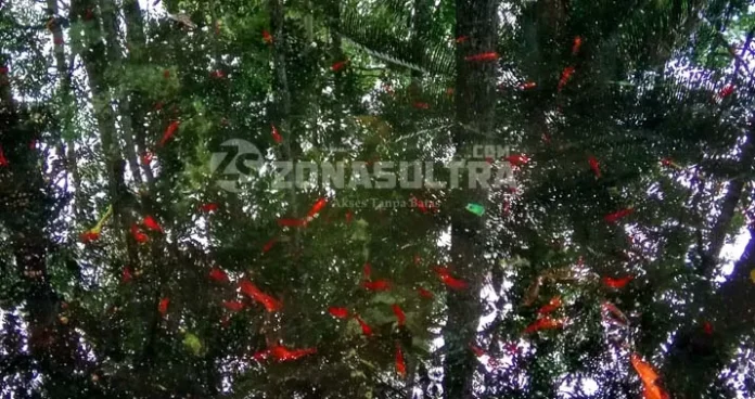 Wisata Udang Merah, Misteri dan Eksotisme Pulau Buton