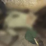 Guru SD Mandonga Ditemukan Tewas Membusuk di Kontrakannya Guru SD Mandonga Ditemukan Tewas Membusuk di Kontrakannya