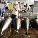 Tahun Ini Pemda Konut Berjanji, Pabrik Pembekuan Ikan di Lasolo Beroperasi Ilustrasi pabrik ikan