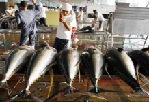 Tahun Ini Pemda Konut Berjanji, Pabrik Pembekuan Ikan di Lasolo Beroperasi Ilustrasi pabrik ikan