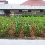 Dinas Pariwisata Konut Fungsikan Pekarangan Kantor untuk Ditanami Jagung Dinas Pariwisata Konut Fungsikan Pekarangan Kantor untuk Ditanami Jagung