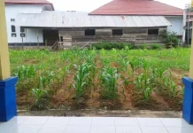 Dinas Pariwisata Konut Fungsikan Pekarangan Kantor untuk Ditanami Jagung Dinas Pariwisata Konut Fungsikan Pekarangan Kantor untuk Ditanami Jagung