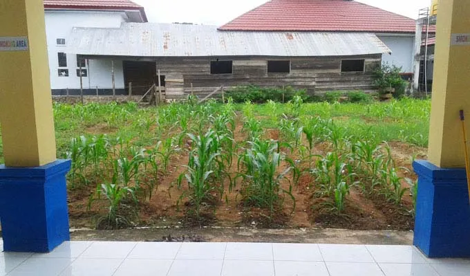jagung konut2 Dinas Pariwisata Konut Fungsikan Pekarangan Kantor untuk Ditanami Jagung