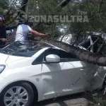 Pohon Tumbang Timpa Mobil Honda Brio di Depan Kantor Kejari Pohon Tumbang Timpa Mobil Honda Jazz di Depan Kantor Kejari