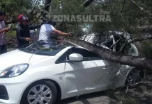 Pohon Tumbang Timpa Mobil Honda Brio di Depan Kantor Kejari Pohon Tumbang Timpa Mobil Honda Jazz di Depan Kantor Kejari