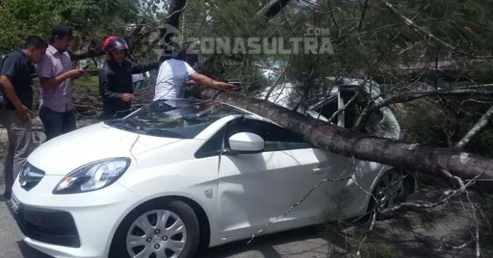 Pohon Tumbang Timpa Mobil Honda Jazz di Depan Kantor Kejari