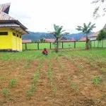 Dinas Sosial Konut Fungsikan Pekarangan Kantor Jadi Lahan Jagung Dinas Sosial Konut Fungsikan Pekarangan Kantor Jadi Lahan Jagung