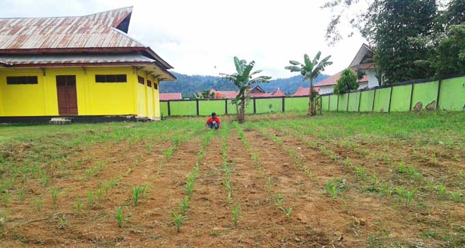 Dinas Sosial Konut Fungsikan Pekarangan Kantor Jadi Lahan Jagung