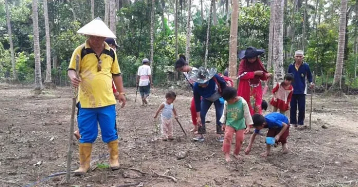 Masyarakat Wawolesea Tanam Jagung Hibrida Secara Swadaya