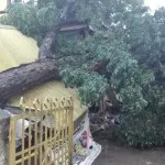 Pohon Tumbang Timpa Kantin DPD Golkar Sultra Pohon Tumbang Timpa Kantin DPD Golkar Sultra