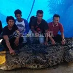 Buaya Sepanjang Empat Meter di Kali Wanggu Ditangkap Warga Menggunakan Tali Jemuran Buaya Sepanjang Empat Meter di Kali Wanggu di Tangkap Warga Menggunakan Tali Jemuran