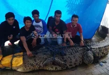 Buaya Sepanjang Empat Meter di Kali Wanggu Ditangkap Warga Menggunakan Tali Jemuran Buaya Sepanjang Empat Meter di Kali Wanggu di Tangkap Warga Menggunakan Tali Jemuran