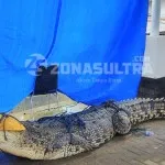 BKSDA Sultra: “Buaya yang Ditangkap Warga Sudah Mati” BKSDA Sultra: "Buaya yang Ditangkap Warga Sudah Mati"
