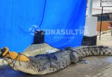 BKSDA Sultra: “Buaya yang Ditangkap Warga Sudah Mati” BKSDA Sultra: "Buaya yang Ditangkap Warga Sudah Mati"